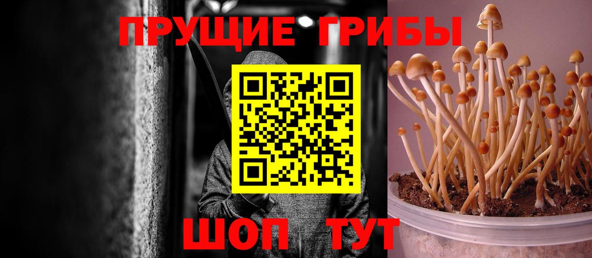 Псилоцибиновые грибы Psilocybine cubensis Мариинск
