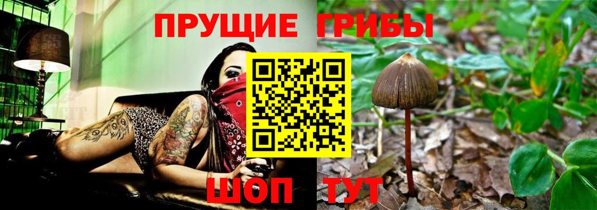 Псилоцибиновые грибы Psilocybe  Вход с VPN  Мариинск 